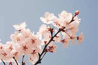 Blossom flowers outdoors nature plant. 