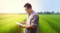 photo of a man farmer with tablet working in rice field.  