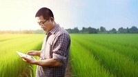 photo of a man farmer with tablet working in rice field.  