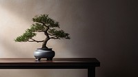 photo of a bonsai tree in the room.  