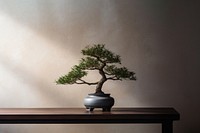 photo of a bonsai tree in the room.  