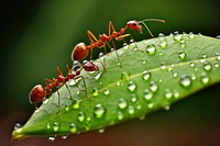 Ants carring leaf insect animal plant. AI generated Image by rawpixel.