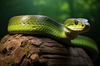 Green water snake reptile animal poisonous. 