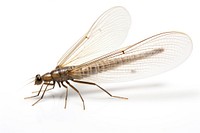 Mayfly insect dragonfly animal. AI generated Image by rawpixel.
