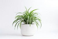 Spider Plant Houseplants houseplant white background bromeliaceae. 