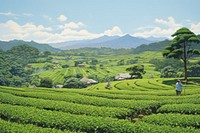 Plantation landscape outdoors nature. 