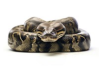 Anaconda reptile animal snake. AI generated Image by rawpixel.