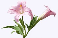 Belladonna lily flower petal plant. AI generated Image by rawpixel.