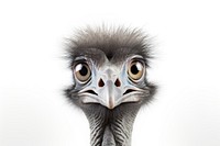 Emu ostrich animal bird. AI generated Image by rawpixel.