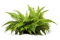Ferns plant white background freshness. AI generated Image by rawpixel.
