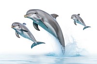 Dolphin jumping animal mammal fish. AI generated Image by rawpixel.