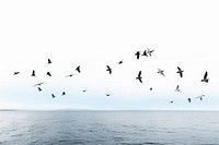 Flock bird outdoors horizon. AI generated Image by rawpixel.