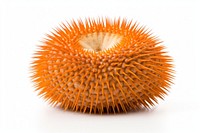 Urchin white background invertebrate erinaceidae. 