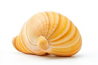 Shell seashell conch clam. AI generated Image by rawpixel.