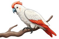 Cockatoo cockatoo parrot animal. 