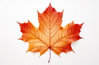 Autumn leaf maple plant tree. AI generated Image by rawpixel.