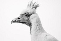 Cockatoo cockatoo animal white. AI generated Image by rawpixel.