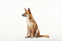 Dingo mammal animal dingo. AI generated Image by rawpixel.