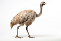 Emu emu animal bird. AI generated Image by rawpixel.