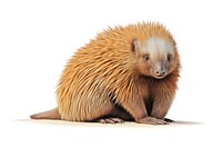 Echidna hedgehog echidna animal. AI generated Image by rawpixel.