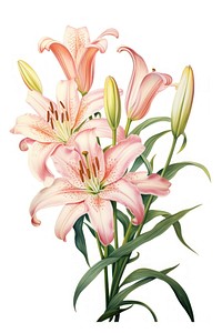 Flower lily drawing plant. 