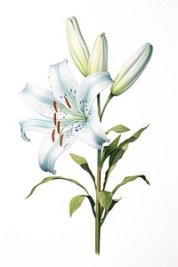 Lily blossom drawing flower. AI generated Image by rawpixel.