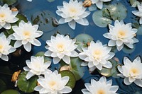 White Water Lilies flowers outdoors floating blossom. AI generated Image by rawpixel.