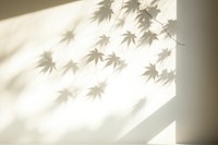 Wall architecture shadow plant. 