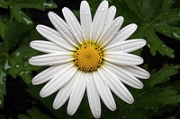 White Daisy Flower Bloom flower daisy blossom. 