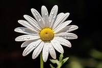 White Daisy Flower Bloom flower daisy blossom. 