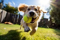 Ball dog outdoors running. 