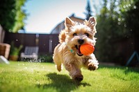 A dog carrying a pet toy outdoors terrier running. AI generated Image by rawpixel.