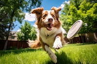 A dog catches a frisbee animal mammal grass. 