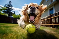 A dog catches a rubber ball outdoors backyard mammal. 