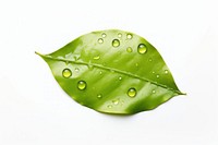 Leaf plant drop white background. AI generated Image by rawpixel.