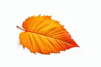 Autumn leave leaves plant leaf. AI generated Image by rawpixel.