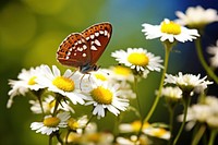 White daisy butterfly outdoors blossom. 