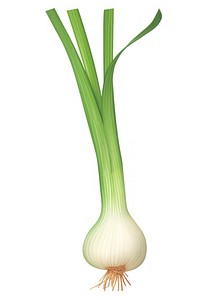 Green onion vegetable plant leek. AI generated Image by rawpixel.