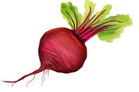 Beetroot vegetable drawing radish. 