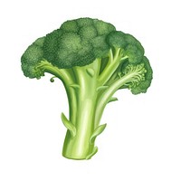 Broccoli broccoli vegetable plant. 