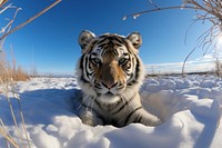 Snow wild tiger nature wildlife. AI generated Image by rawpixel.