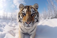 Snow wild tiger wildlife animal. AI generated Image by rawpixel.