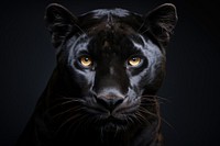 Black panther face wildlife animal mammal. 