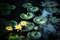 Natural water lillies outdoors nature flower. AI generated Image by rawpixel.