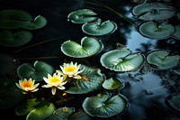 Natural water lillies outdoors nature flower. 