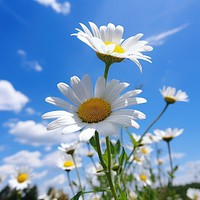 Nature daisy sky outdoors. 