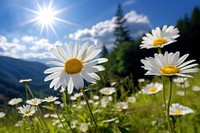 Nature daisy sky landscape. 