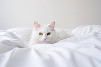 Pet on bed blanket animal mammal.