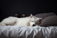 Pet on bed furniture mammal animal.