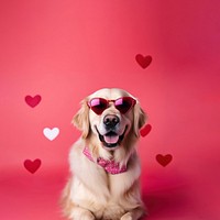 Dog sunglasses retriever portrait. 